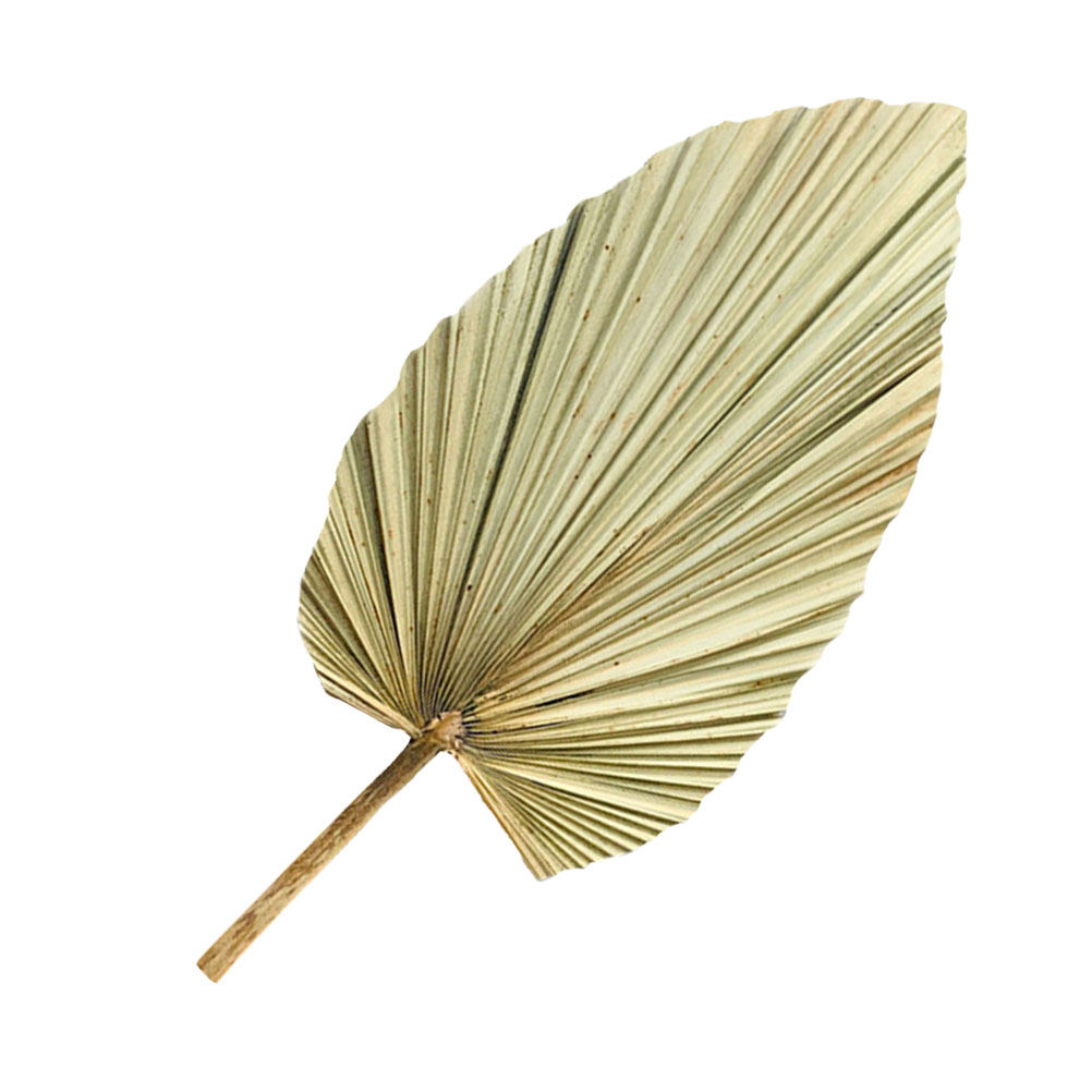Palm Leaf Dried - 1Pcs Dekorasi Daun Palem Hidup Daun
