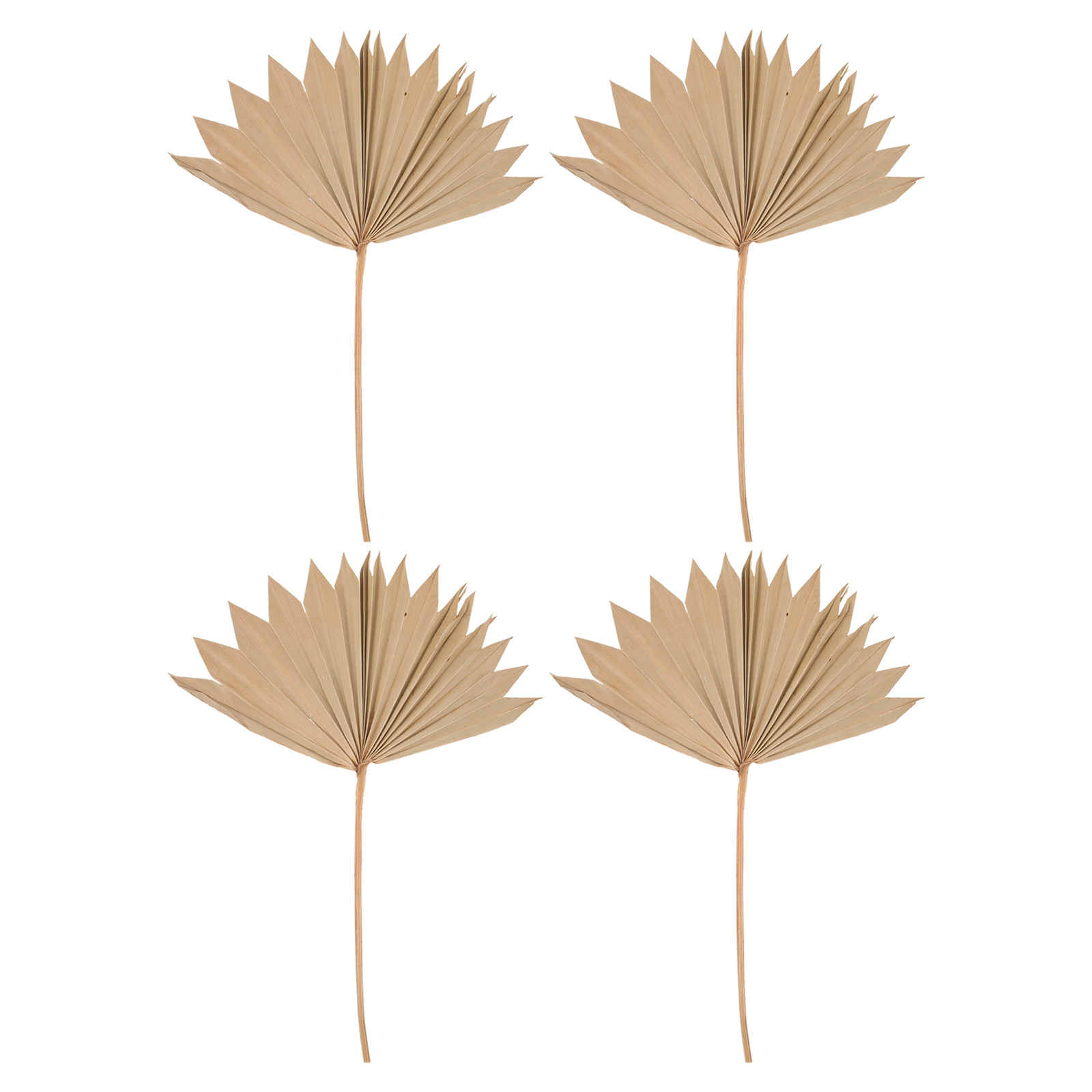 Palm Leaf Dried - 4Pcs Dekorasi Daun Palem Kering untuk