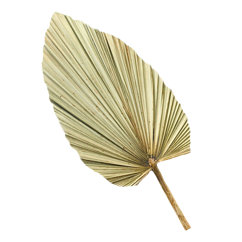 Palm Leaf Dried - 1Pcs Dekorasi Daun Palem Kering Alami