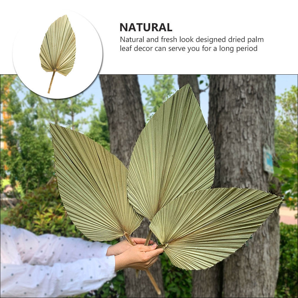 1Pcs Dekorasi Dinding Daun Pal - Palm Leaf Dried ulasan dan harga