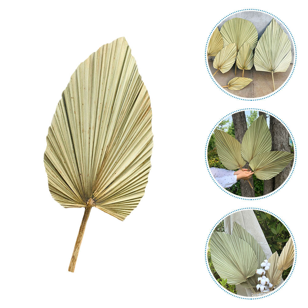 1Pcs Dekorasi Dinding Daun Pal - Palm Leaf Dried ulasan dan harga