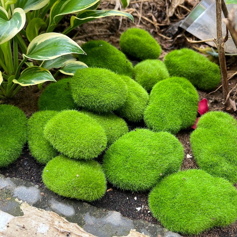 5/30 Buah Batu Lumut Simulasi  - Preserved Moss Sheet ulasan dan harga
