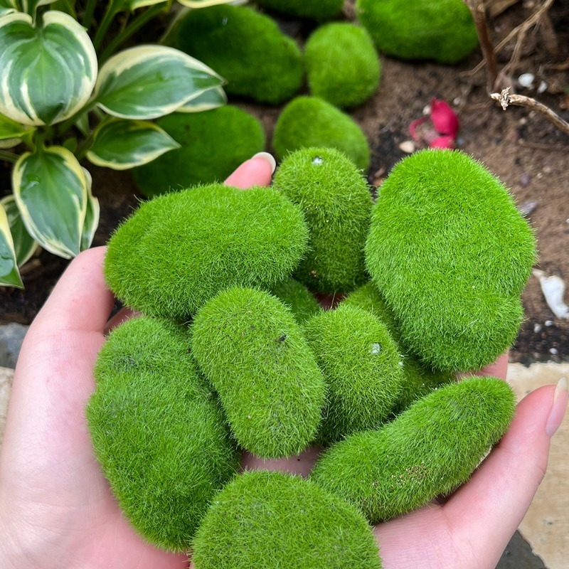 5/30 Buah Batu Lumut Simulasi  - Preserved Moss Sheet ulasan dan harga