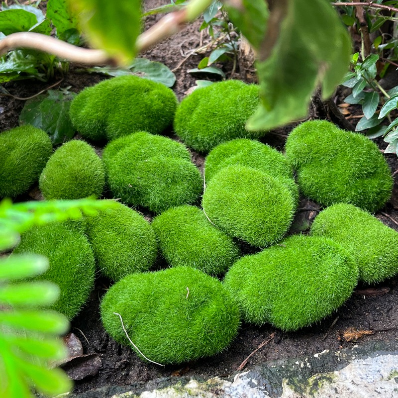100/5 Buah Batu Lumut Buatan B - Preserved Moss Sheet ulasan dan harga