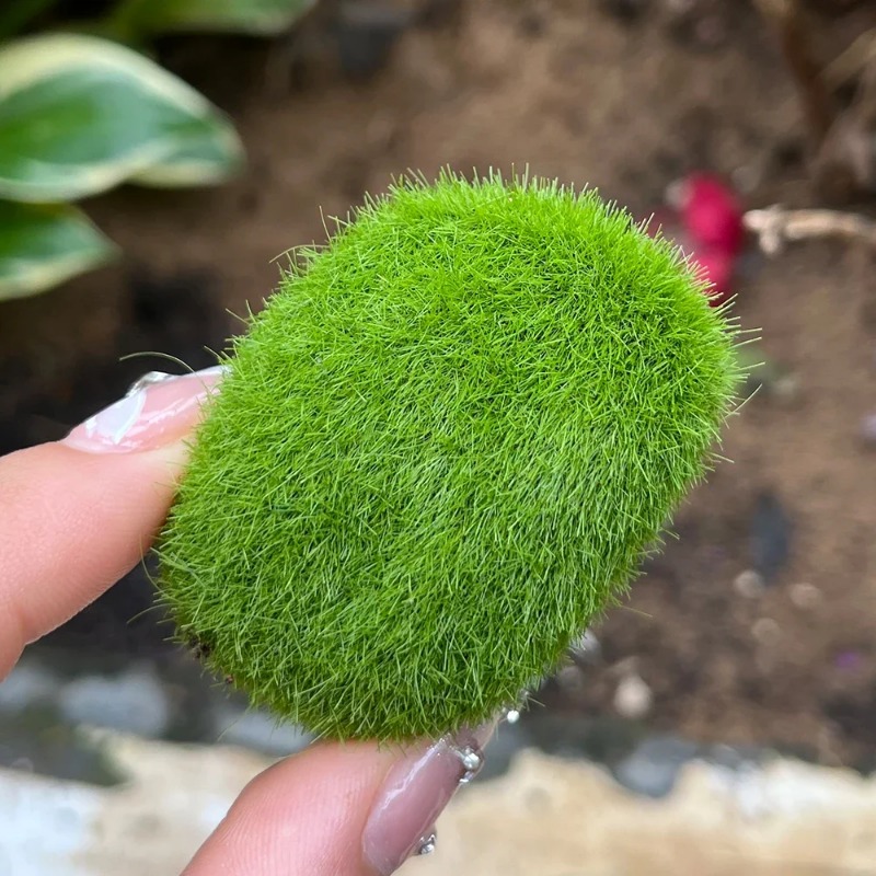100/5 Buah Batu Lumut Buatan B - Preserved Moss Sheet ulasan dan harga