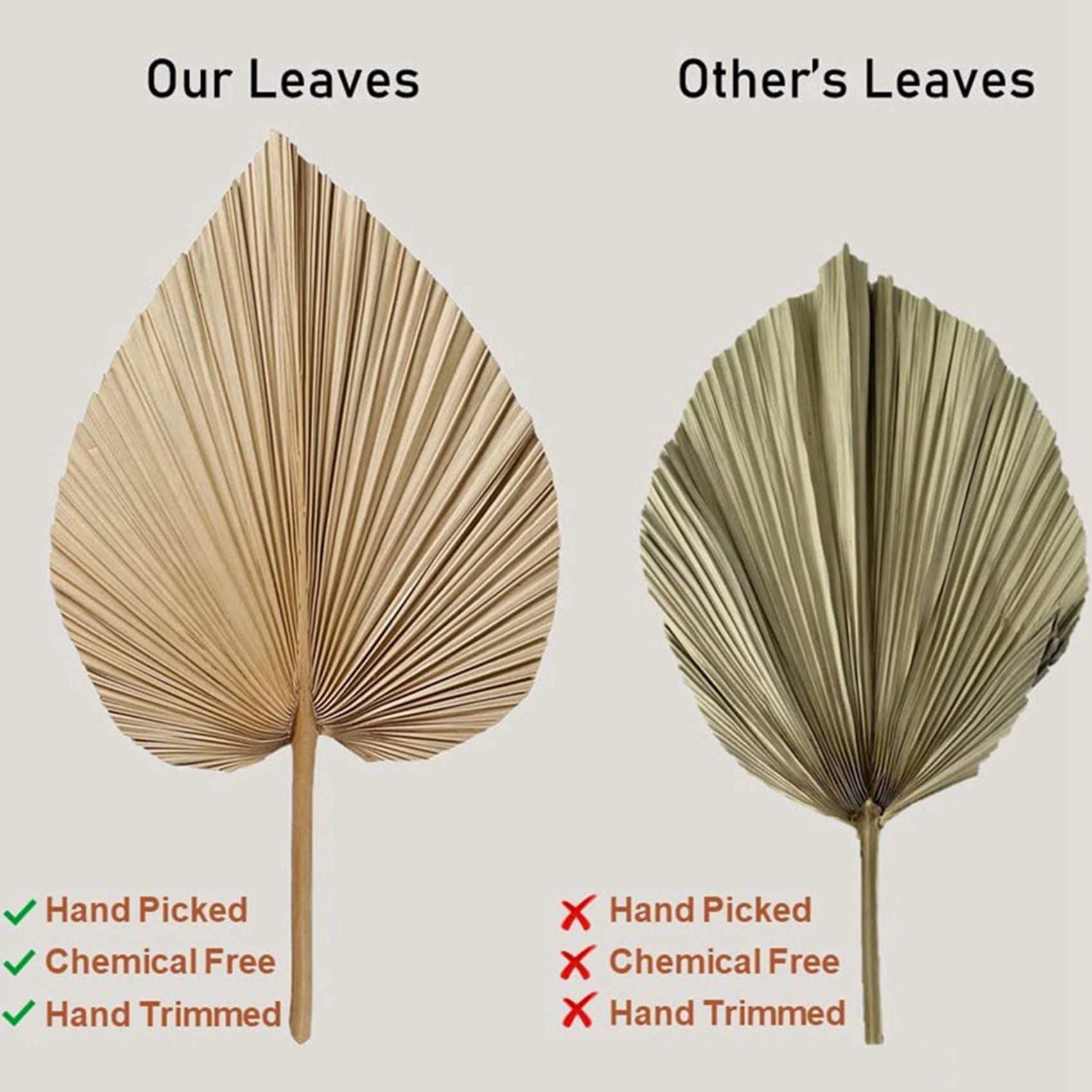 8 Buah Daun Palem Kering Alami - Palm Leaf Dried ulasan dan harga