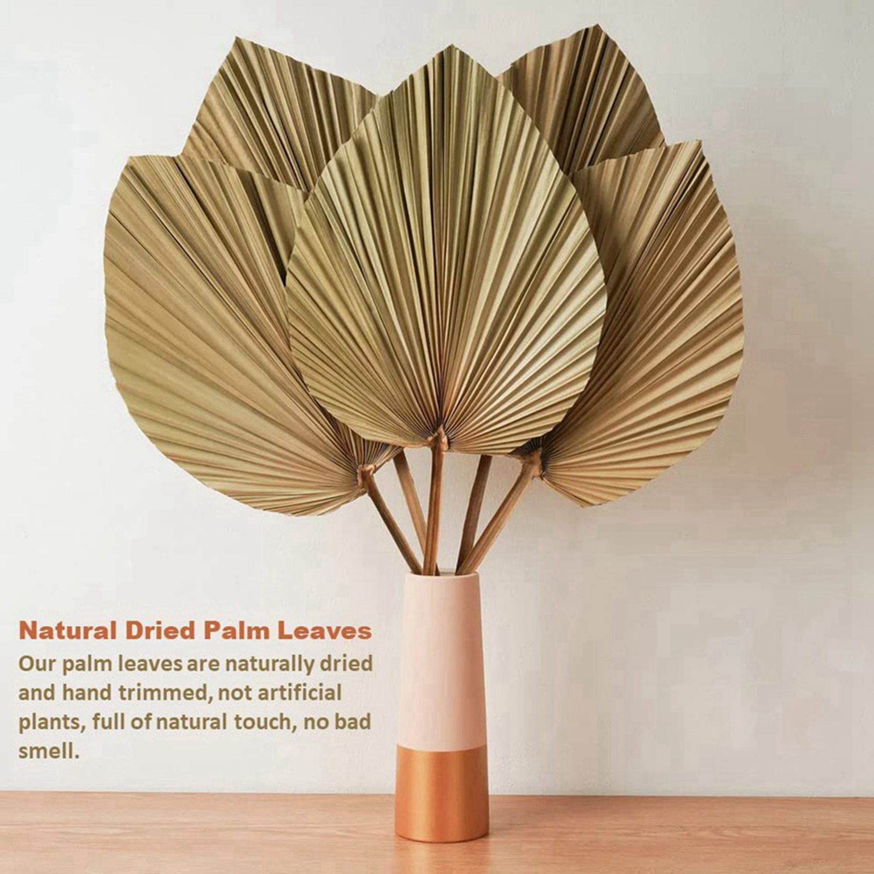 8 Buah Daun Palem Kering Alami - Palm Leaf Dried ulasan dan harga