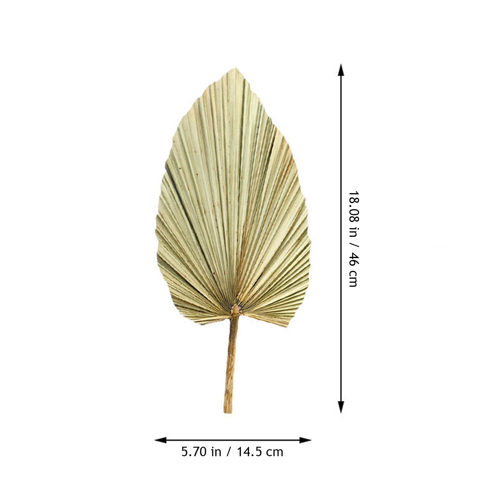 1Pcs Dekorasi Daun Palem Hidup - Palm Leaf Dried ulasan dan harga