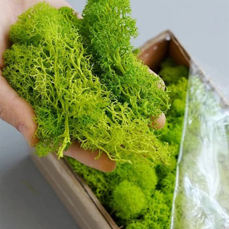 100/200/500G Lumut Kehidupan A - Preserved Moss Sheet ulasan dan harga