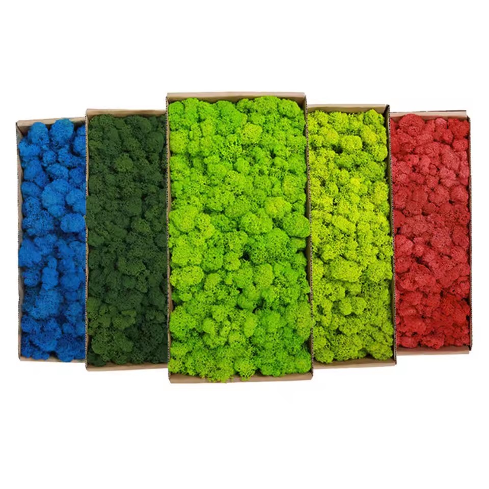 20-200G Tanaman Hijau Buatan P - Preserved Moss Sheet ulasan dan harga