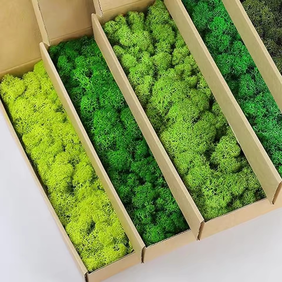 20-200G Tanaman Hijau Buatan P - Preserved Moss Sheet ulasan dan harga