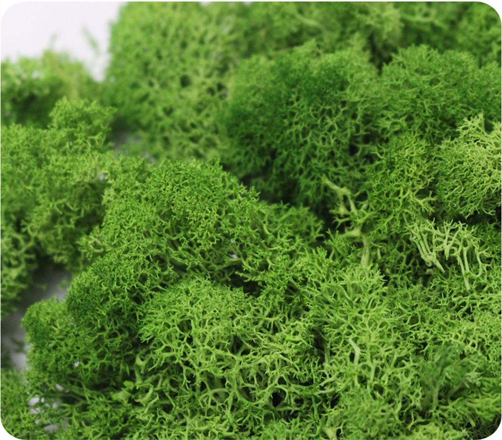 Buatan Tanaman Hidup Abadi Mos - Preserved Moss Sheet ulasan dan harga