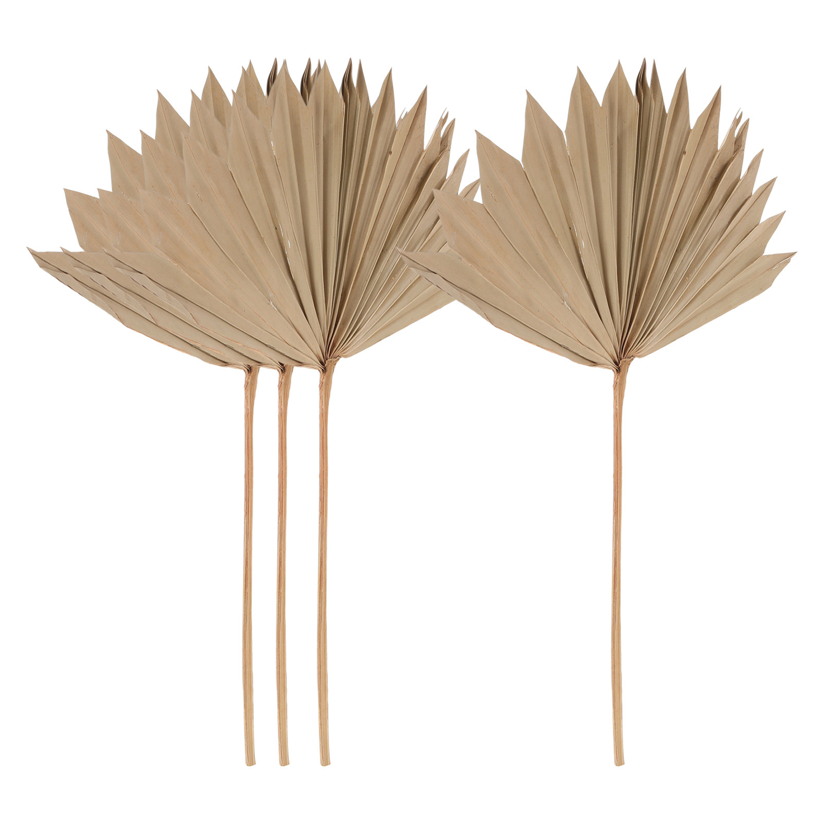 4Pcs Dekorasi Daun Palem Kerin - Palm Leaf Dried ulasan dan harga