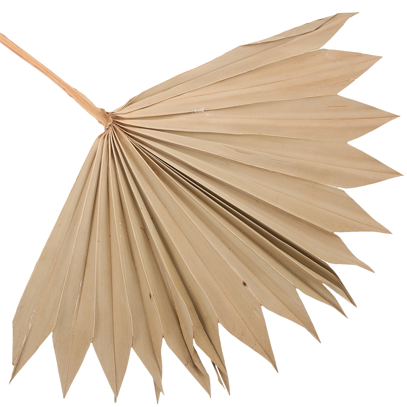 4 Buah Kipas Daun Palem Kering - Palm Leaf Dried ulasan dan harga