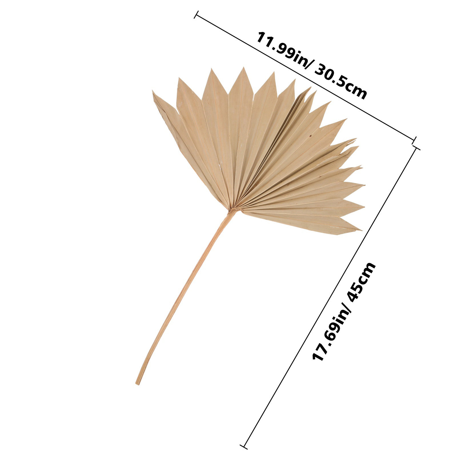 4 Buah Kipas Daun Palem Kering - Palm Leaf Dried ulasan dan harga