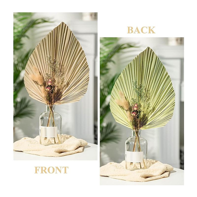 A27F-6 Buah Daun Palem Kering  - Palm Leaf Dried ulasan dan harga