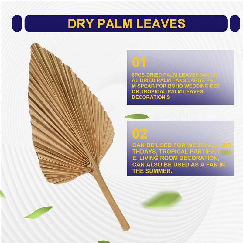 ABKO-6PCS Daun Palem Kering Al - Palm Leaf Dried ulasan dan harga